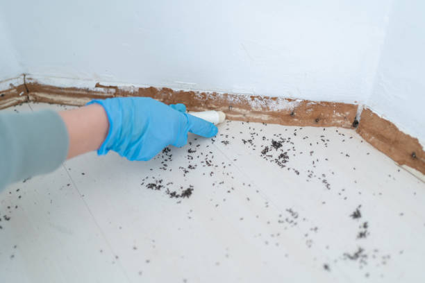Best Affordable Pest Control Services  in Waterbury, CT